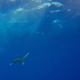 A whitetip shark swimming in the ocean.